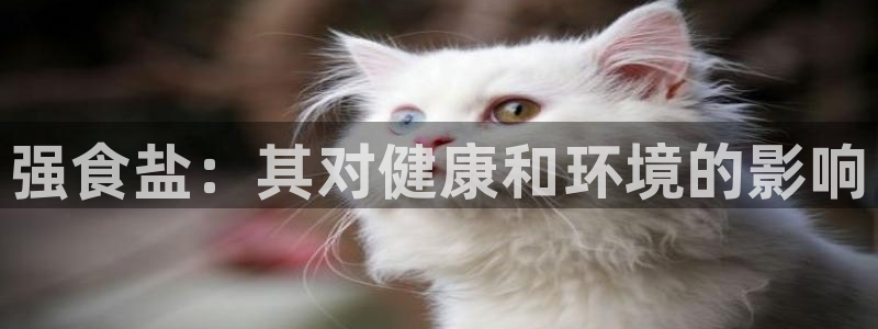 威九国际小说