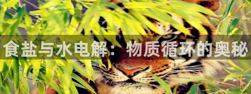 66m威九国际成长模式